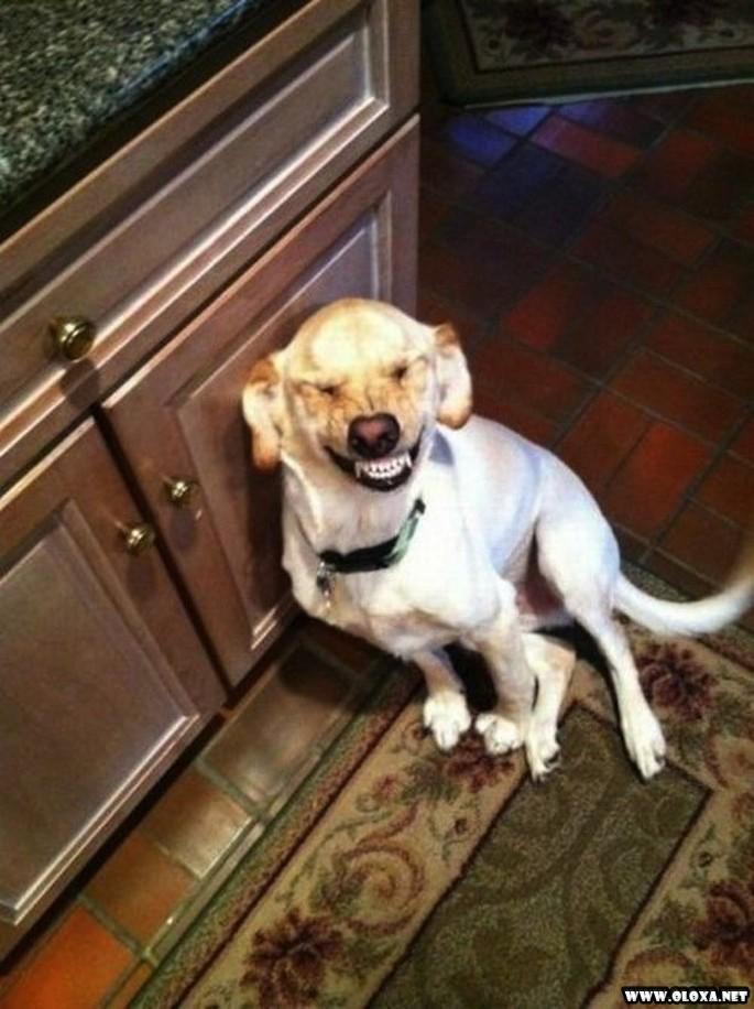 os cachorros mais feios e engracados pelo mundo 9