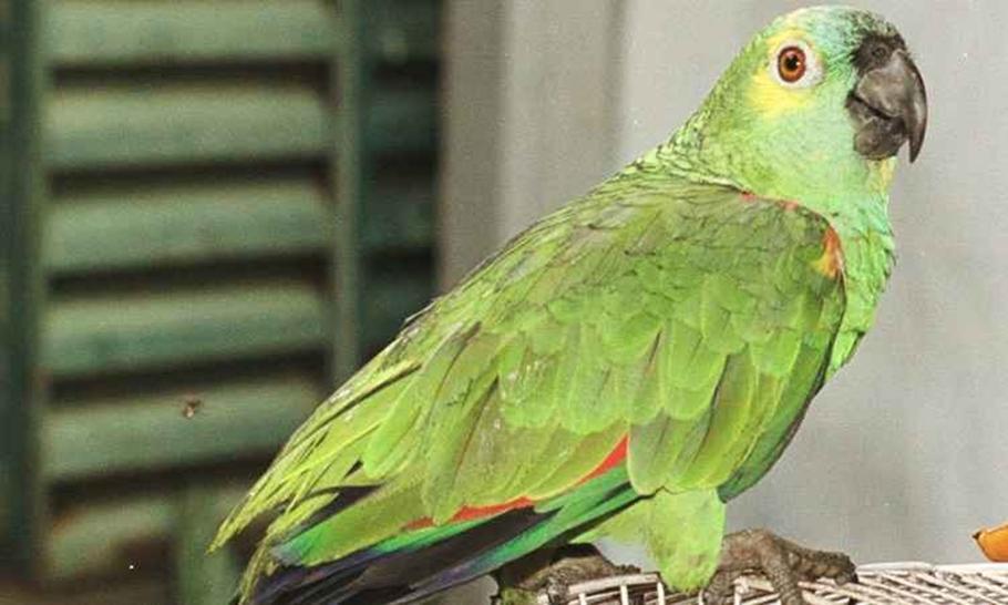 papagaio revela caso de marido infiel com a empregada