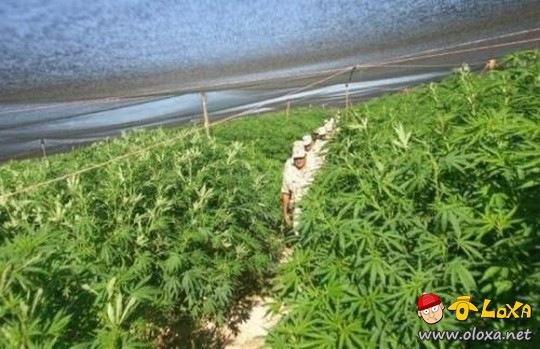 Nem o Scooby-Doo aguentaria tanto baseado natural assim.