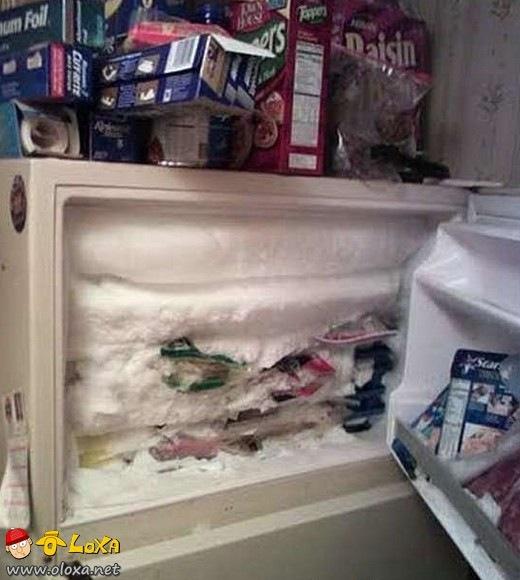 Olímpiadas de preguiça preguiça (11)