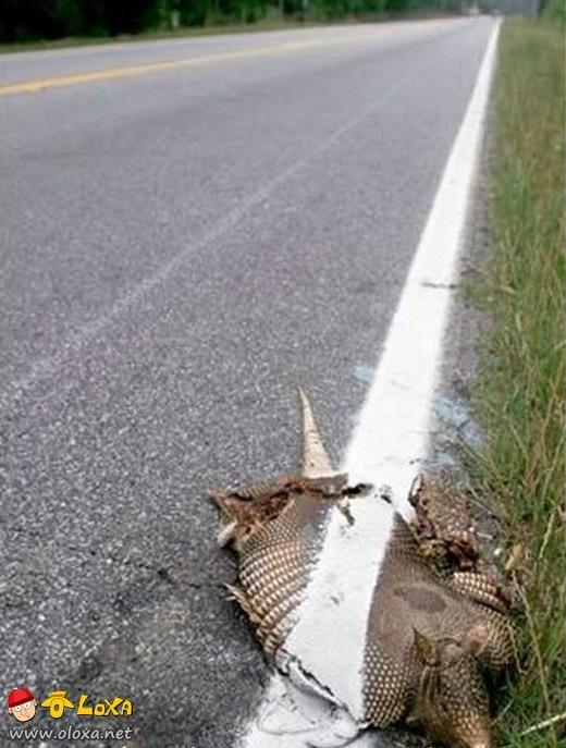 Olímpiadas de preguiça preguiça (12)