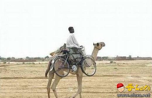 Olímpiadas de preguiça (6)