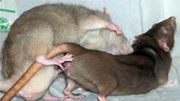 Ratos são necrófilos