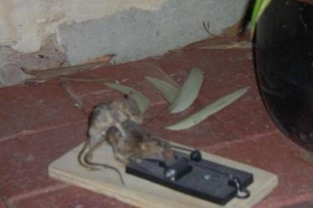 Ratos são necrófilos