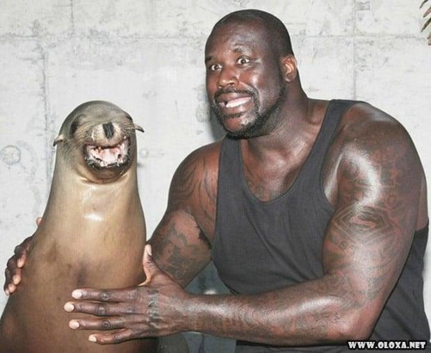shaquille oneal 8