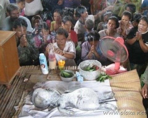 strangest-creature-earth-2