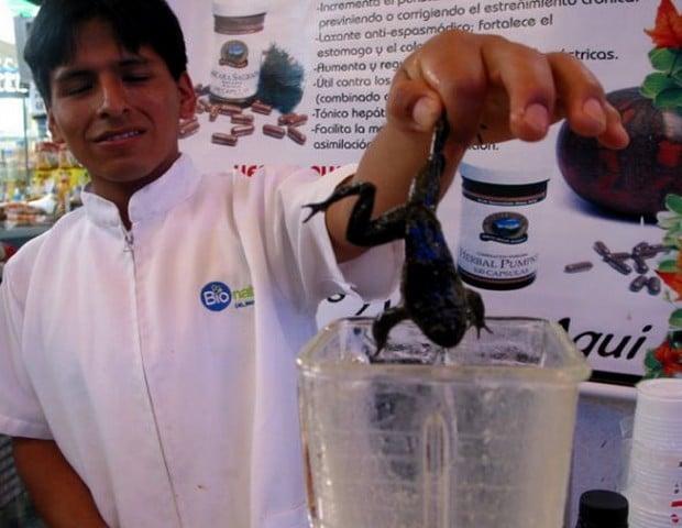 Suco de sapo é iguaria usada como viagra natural