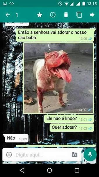 ta afim de adotar um cachorro (1)