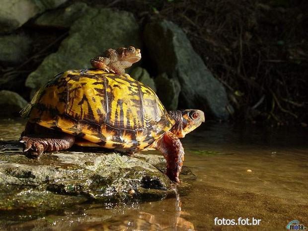 Tartaruga não é taxi, mas os animais não sabem