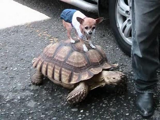 Tartaruga não é taxi, mas os animais não sabem