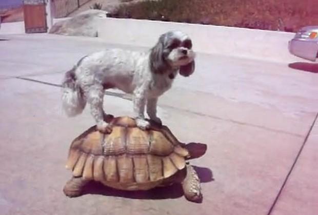 Tartaruga não é taxi, mas os animais não sabem