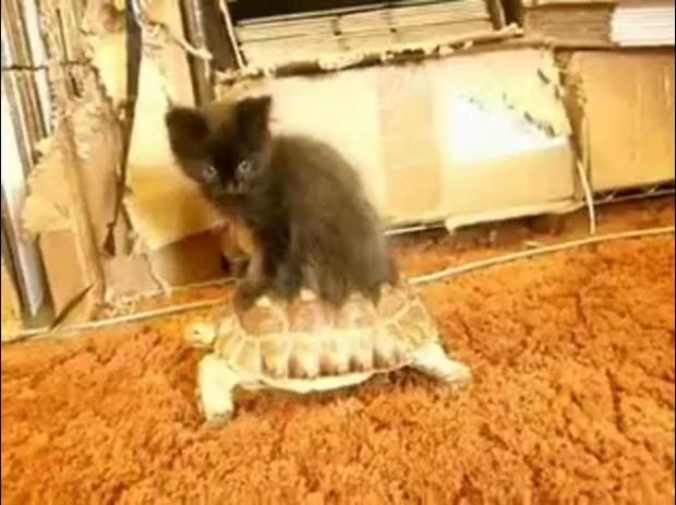 Tartaruga não é taxi, mas os animais não sabem