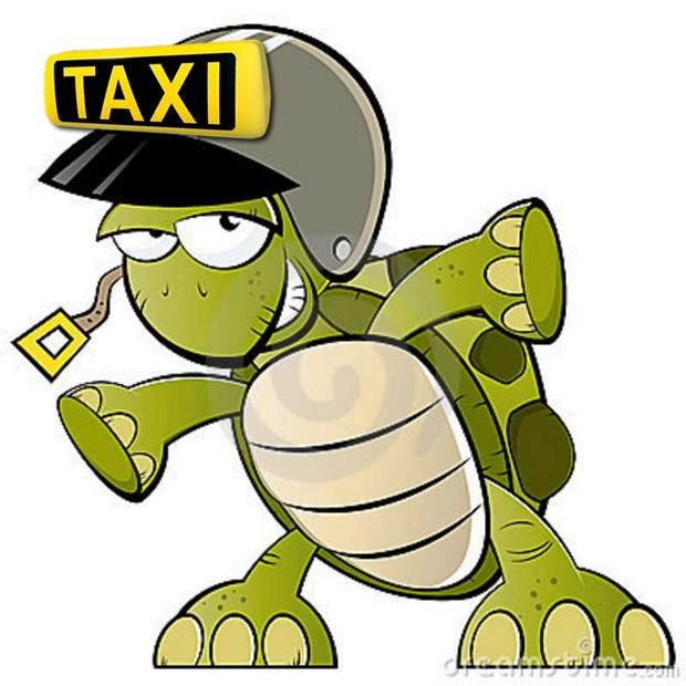 Tartaruga não é taxi, mas os animais não sabem
