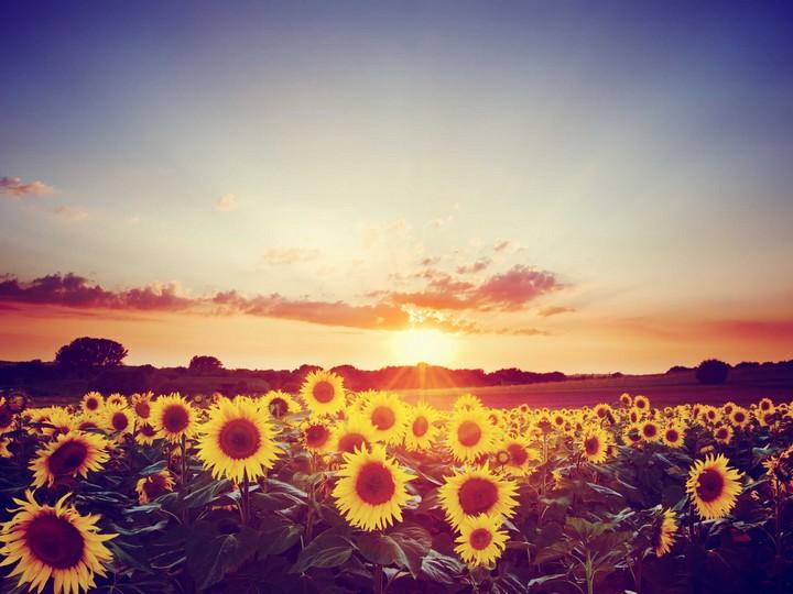 Um dia Perfeito no cotidiano das mulheres e dos homens