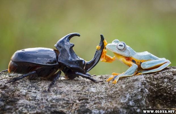Sapo em cima de um besouro gigante, com as patas segurando como se tivesse usando sela