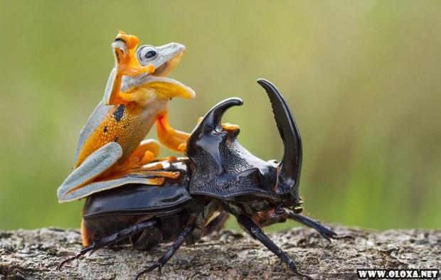 Momento cuti-cuti: Um sapo montando em um besouro
