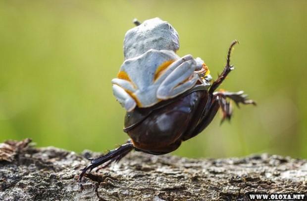 um sapo montando em um besouro 4