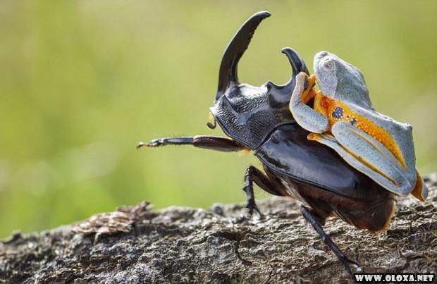 um sapo montando em um besouro 5